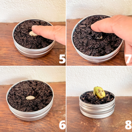 NOËL - Kit Haricot Magique