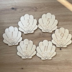 DESTOCKAGE Coquillage - 1ère Année