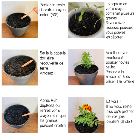 Crayon à planter – Cadeau Joyeuses Fêtes original 🎄